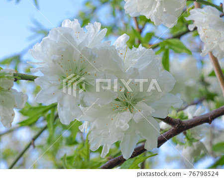 White double cherry blossoms 76798524