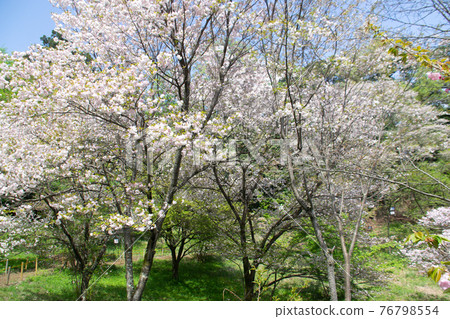 Forest cherry blossoms 76798554