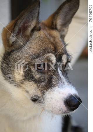 Dog 76798792