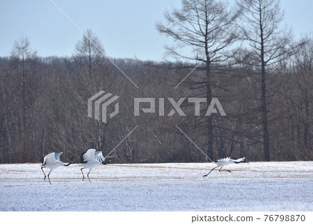 丹頂鶴（北海道鶴居）開始助跑準備起飛 76798870