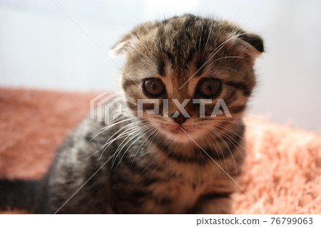 蘇格蘭折耳貓斷耳 76799063