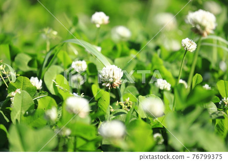 Flower white clover 76799375