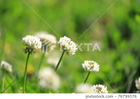 Flower white clover 76799376