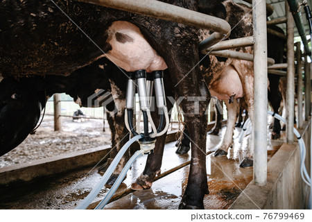 Dairy Cattle and Cottage Industry, Cow Milking Raw Milk With Facility Equipment Machine in Cattle Farm. Business Livestock and Agriculture Entrepreneur. Dairy Cattle and Cottage Industry, Cow Milking Raw Milk With Facility Equipment Machine in Cattle Farm. Business Livestock and Agriculture Entrepreneur. 76799469