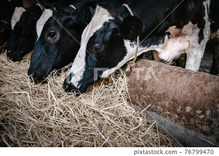 Cow Feeding Grazing Grass in Dairy Cattle Farm, Business Livestock and Agriculture Entrepreneur. Dairy Farming Cow Feeding Grazing Grass in Dairy Cattle Farm, Business Livestock and Agriculture Entrepreneur. Dairy Farming 76799470