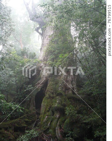 Yakusugi wrapped in fog Yakusugi wrapped in fog 76799515