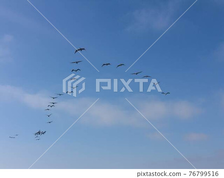 鳥兒飛翔在天空中 鳥兒飛翔在天空中 76799516