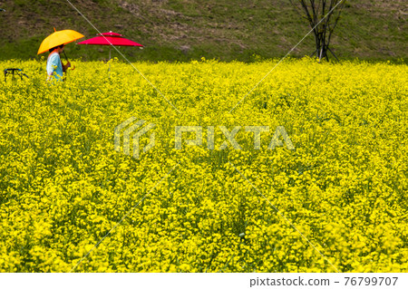Yellow rape flowers on the banks of the Yeongsan River in Naju Yellow rape flowers on the banks of the Yeongsan River in Naju 76799707