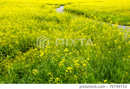 羅州榮山江沿岸的黃色油菜花 羅州榮山江沿岸的黃色油菜花 76799710