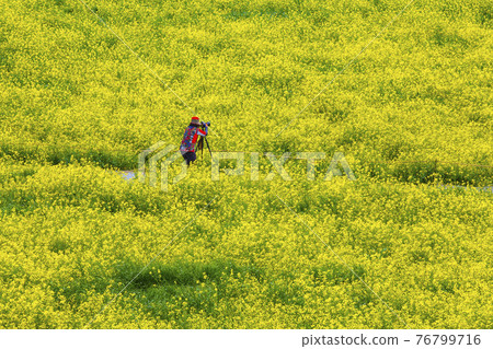 Yellow rape flowers on the banks of the Yeongsan River in Naju Yellow rape flowers on the banks of the Yeongsan River in Naju 76799716