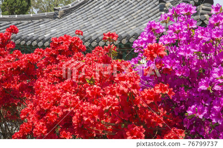 Red azalea flowers at Nammireuksa Temple in Gangjin Red azalea flowers at Nammireuksa Temple in Gangjin 76799737