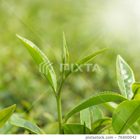 Tea leaves at a plantation in the beams of sunlight brackground Tea leaves at a plantation in the beams of sunlight brackground 76800042