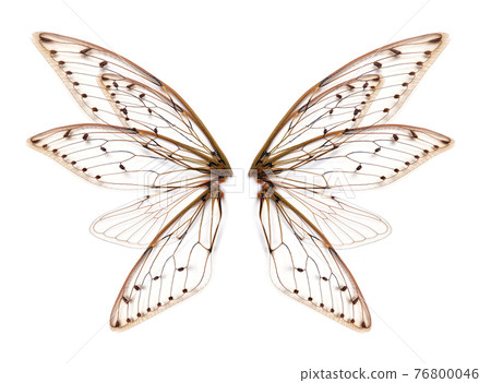 wings of Insect cicada on white bacground 76800046