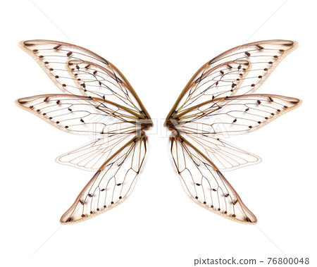 wings of Insect cicada on white bacground 76800048