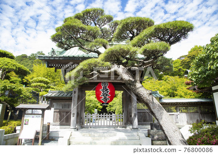 Hase-dera Sanmon Gate-covered pine 76800086