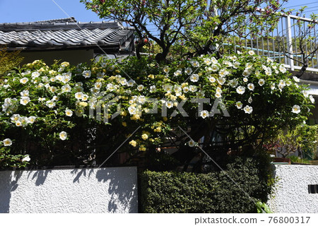 Rosa laevigata (Namba thorn) flower Rosa laevigata (Namba thorn) flower 76800317