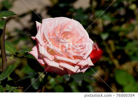 調布市元町神大寺植物園盛開的橙玫瑰（現代玫瑰Janina） 76800384