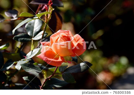 Orange rose (modern rose Janina) flowers blooming in the botanical garden of Jindaiji Motomachi, Chofu City Orange rose (modern rose Janina) flowers blooming in the botanical garden of Jindaiji Motomachi, Chofu City 76800386