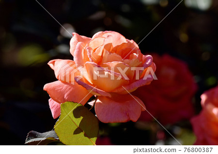 Orange rose (modern rose Janina) flowers blooming in the botanical garden of Jindaiji Motomachi, Chofu City Orange rose (modern rose Janina) flowers blooming in the botanical garden of Jindaiji Motomachi, Chofu City 76800387