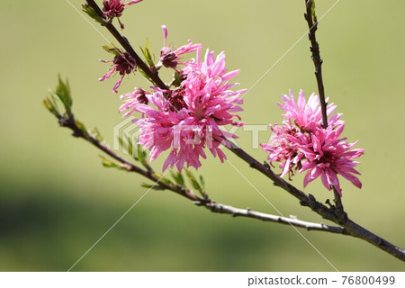 Chrysanthemum 76800499