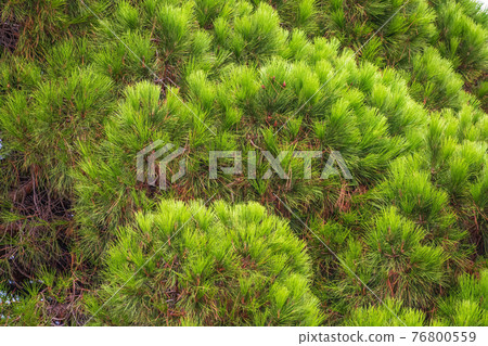 Closeup photo of green needle pine tree. Small pine cones at the end of branches. Blurred pine needles in background 76800559