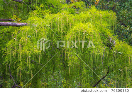 Leaves and cones of a cypress evergreen Leaves and cones of a cypress evergreen 76800580