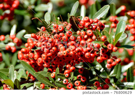 Red pyracantha (firethorn) fruit that becomes a botanical garden in Jindaiji Motomachi, Chofu City 76800629