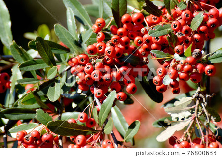 Red pyracantha (firethorn) fruit that becomes a botanical garden in Jindaiji Motomachi, Chofu City 76800633