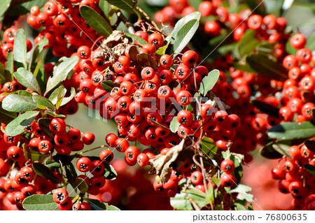 Red pyracantha (firethorn) fruit that becomes a botanical garden in Jindaiji Motomachi, Chofu City 76800635