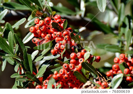 調布市神大寺元町成為植物園的紅火棘果實 76800639