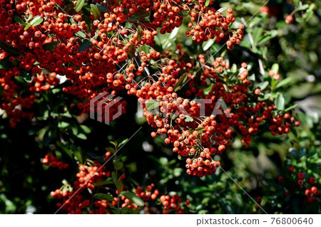調布市神大寺元町成為植物園的紅火棘果實 76800640