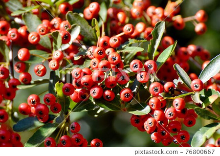 調布市神大寺元町成為植物園的紅火棘果實 76800667