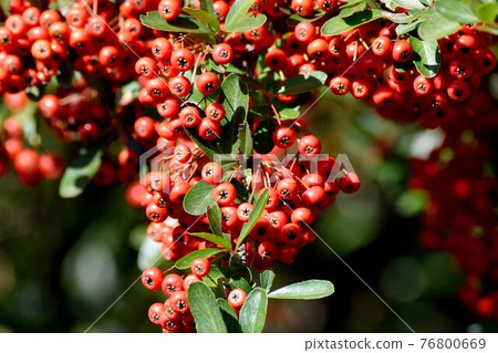 Red pyracantha (firethorn) fruit that becomes a botanical garden in Jindaiji Motomachi, Chofu City Red pyracantha (firethorn) fruit that becomes a botanical garden in Jindaiji Motomachi, Chofu City 76800669