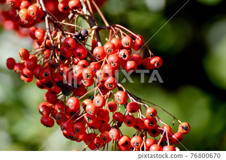 Red pyracantha (firethorn) fruit that becomes a botanical garden in Jindaiji Motomachi, Chofu City Red pyracantha (firethorn) fruit that becomes a botanical garden in Jindaiji Motomachi, Chofu City 76800670