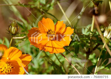 Orange Kibana cosmos flowers blooming in the botanical garden of Jindaiji Motomachi, Chofu City Orange Kibana cosmos flowers blooming in the botanical garden of Jindaiji Motomachi, Chofu City 76800735