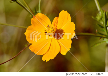 調布市神大寺元町植物園盛開的橘子菊花 76800749