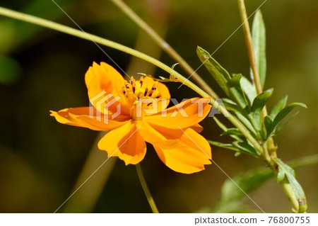 Orange Kibana cosmos flowers blooming in the botanical garden of Jindaiji Motomachi, Chofu City 76800755