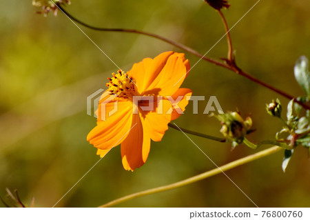Orange Kibana cosmos flowers blooming in the botanical garden of Jindaiji Motomachi, Chofu City 76800760