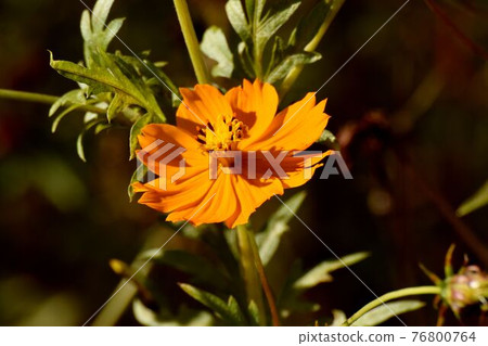調布市神大寺元町植物園盛開的橘子菊花 76800764