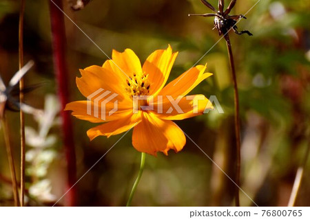 調布市神大寺元町植物園盛開的橘子菊花 76800765