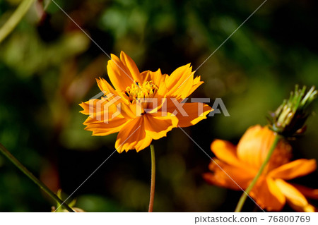 Orange Kibana cosmos flowers blooming in the botanical garden of Jindaiji Motomachi, Chofu City Orange Kibana cosmos flowers blooming in the botanical garden of Jindaiji Motomachi, Chofu City 76800769