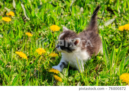 Small kitten in yellow dandelion flowers. Young cat on green meadow Small kitten in yellow dandelion flowers. Young cat on green meadow 76800872