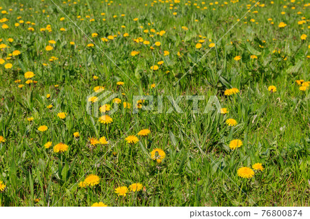Green meadow covered with yellow dandelions at spring Green meadow covered with yellow dandelions at spring 76800874