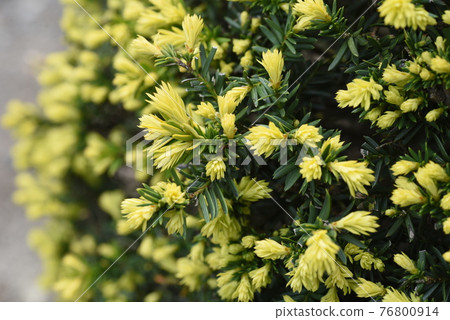 Scutellaria baicalensis (Scutellaria baicalensis), Kinchara (Scutellaria baicalensis) 76800914