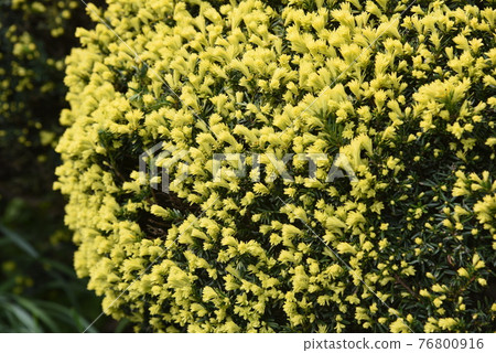 Scutellaria baicalensis (Scutellaria baicalensis), Kinchara (Scutellaria baicalensis) 76800916