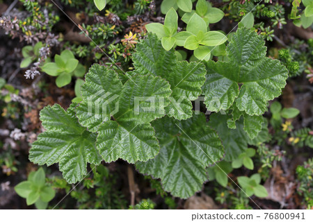 Background of green leaves of cloudberry in the forest 76800941