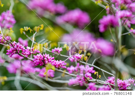 Hana Suho with front bokeh Hana Suho with front bokeh 76801148