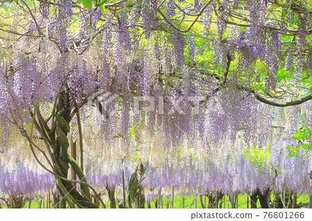 Wisteria trellis in full bloom 76801266