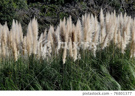 調布市神大寺元町成為植物園的蒲葦 76801377