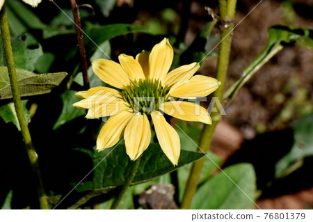 三鷹中原盛開的黃色紫錐菊花 76801379